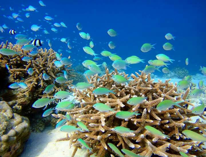The Marine Wonders of Coral Fish in Hawaii